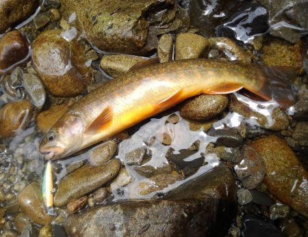 渓流ミノーイング ～長良川水系～